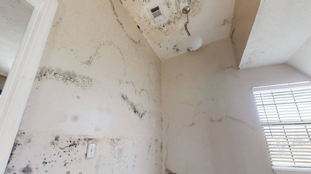 Best Mold Damage Restoration  in Pinckney, MI