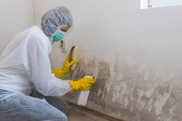 Best Crawl Space Mold Remediation  in Pinckney, MI