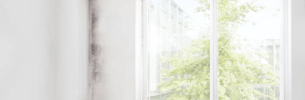 Best Comprehensive Air Testing for Mold Contaminants  in Pinckney, MI