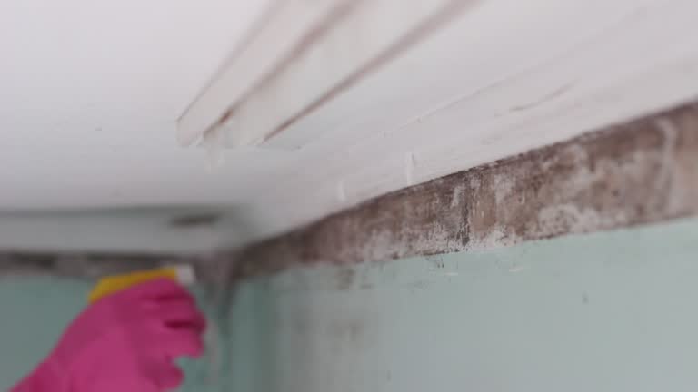 Forensic Mold Investigation in Pinckney, MI